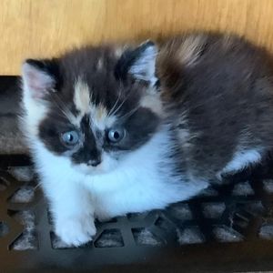 Meet your Posher, Diane